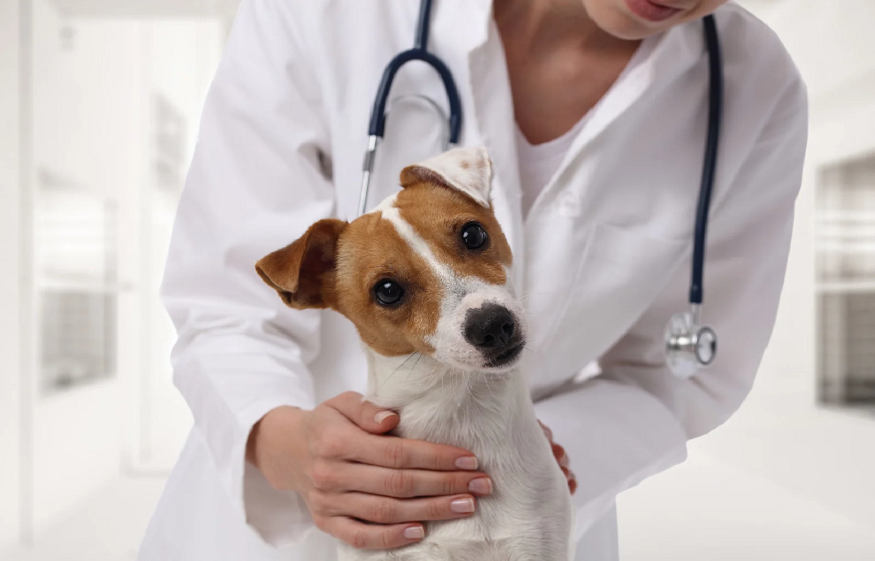 Veterinarian in North Little